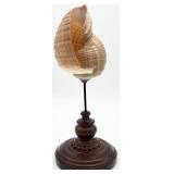 Spiral Seashell on Pedestal Finial Decor
