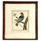 Antique Bird Engraving, Lory Des Philippines