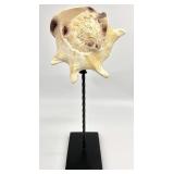 19 " Mounted Faux Seashell on Twisted Metal Stand