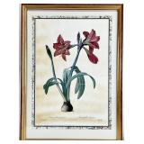 Framed Botanical Art Print