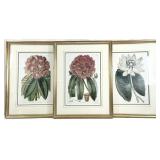 3 Framed & Matted Botanical Art Prints