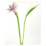 2pc Long Stem Lily & Leaf Blown Glass Sculptures