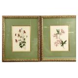 2 Framed & Matted Botanical Art Prints