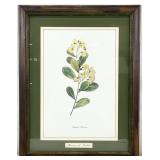 Flowers of Arabia Framed Art Print