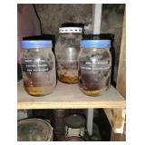 3 Jars of Small preserved Snakes - Garter