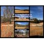 Land Auction 67 Acres Rustburg VA