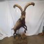 Spanish Ibex LS 71" H 16" Horn length 40" Wide
