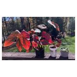 Live house plants - begonia mix, shamrocks & b