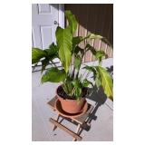 Live houseplant- peace lily w/ shamrocks