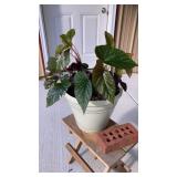 Live houseplants angelwing begonia, Chinese