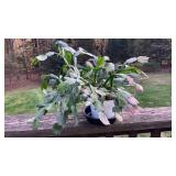 Live house plant Christmas cactus