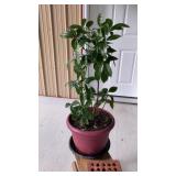 Large Live houseplant Christmas berry & shamrocks