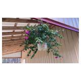 Live plant hanging basket fuschia