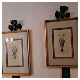 Two Framed Hyacinthus prints 21x15