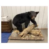 Full black bear mount