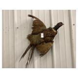 Pheasant wall mount