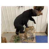 Full black bear mount