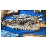 Raccoon & Squirrel Pelts