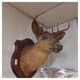 7 point deer mount