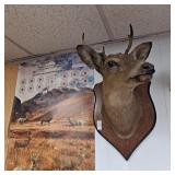 5 point mounted deer