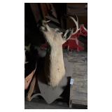 Mounted Deer Head