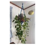 Hanging Plant