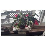 Christmas Cactus Plant