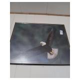 Eagle framed print