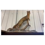 Taxidermy Red Fox Vintage