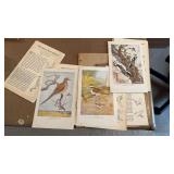 Vintage Bird Prints