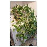 Trailing ivy houseplant in crockery planter