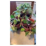 3 African Violets