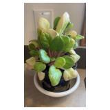 2 African Violets