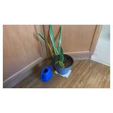 Snake Plant " mother-in-law