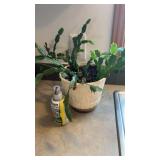 Thanksgiving Cactus & plant Food