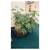 Umbrella or Octopus Tree. Large, healthy in very