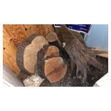 Lot of Tree Stumps