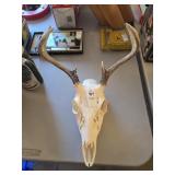 Deer skull and antlers