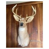 Eight point shoulder deer mount