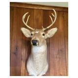 Eight point deer, shoulder mount