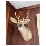 Six point shoulder deer mount