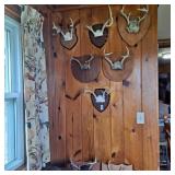 Collection of Whitetail Deer antler plaques [8]