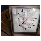 Black Oak Palustris 600 Species N. HEMISPHERE