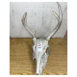 European mount white-tailed deer skull with