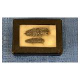 Mr. and Mrs. click Beetles