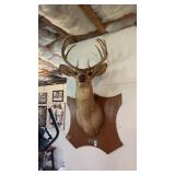 9 Point Mounted Deer