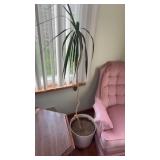 Fern Plant