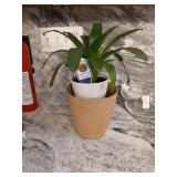 Live Bromeliad plant