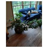Live Dwarf Umbrella tree approx 40" high 56" wide