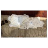 Rabbit Pelt